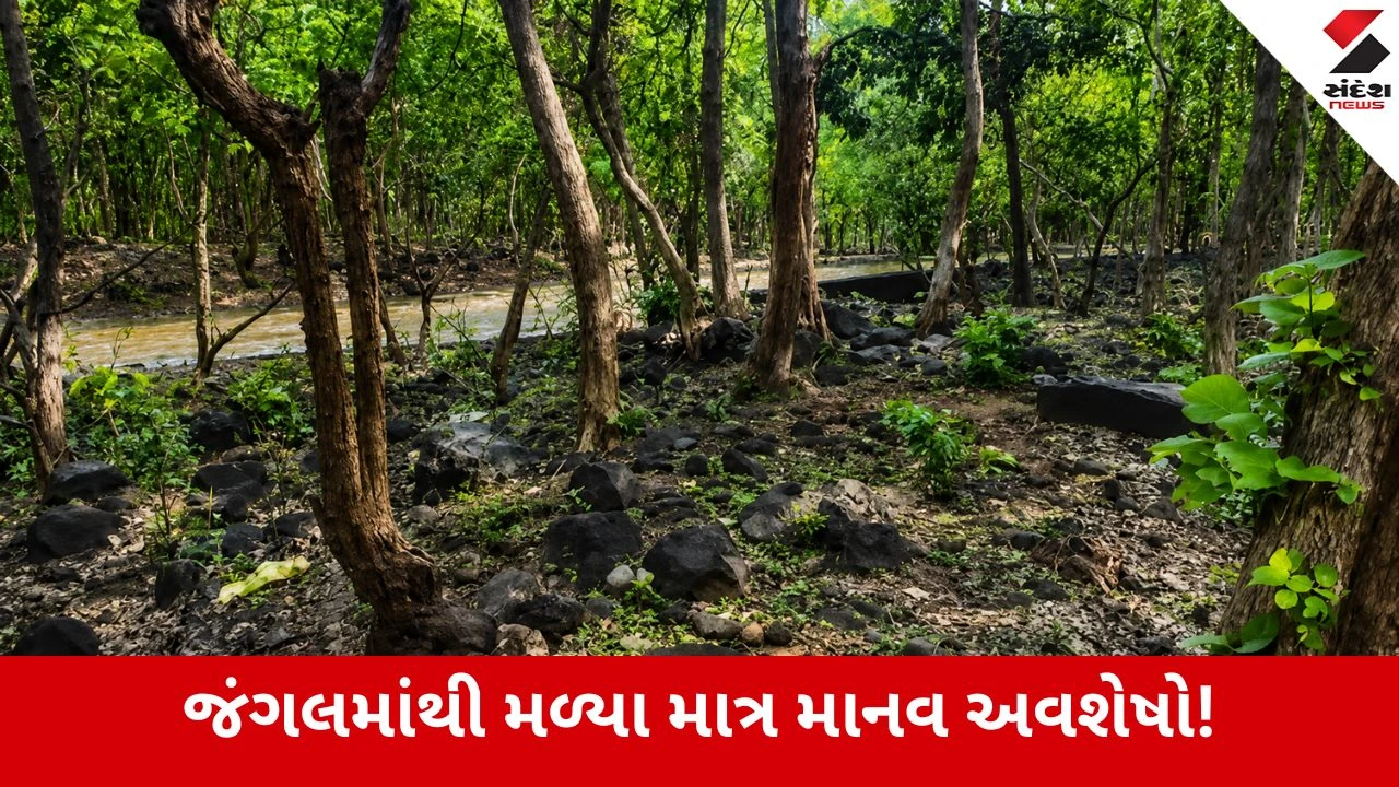 Junagadh : ગિરનાર પર સિંહે બાળક પર કર્યો જીવલેણ હુમલો, મોઢામાં દબોચી જંગલમાં ભાગ્યો