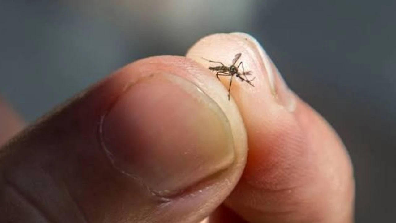 mosquito1 (1)