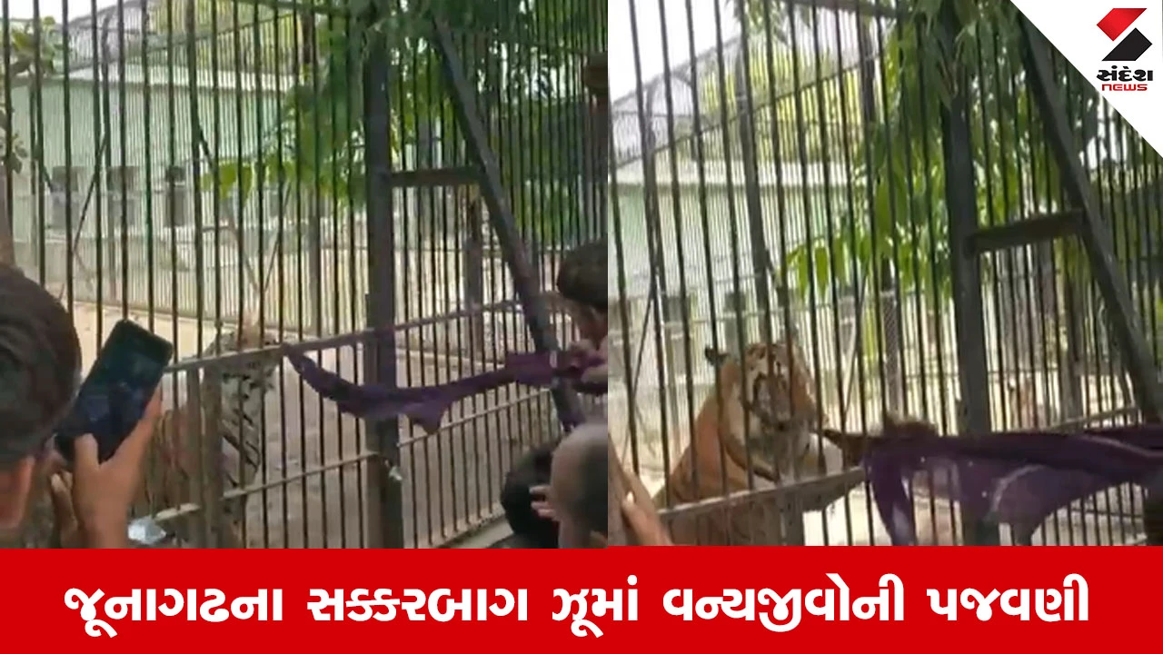 Gujarat News: જૂનાગઢના સક્કરબાગ ઝૂમાં પ્રવાસીઓએ કરી વાઘની પજવણી, જુઓ વાયરલ થયેલો Video 
