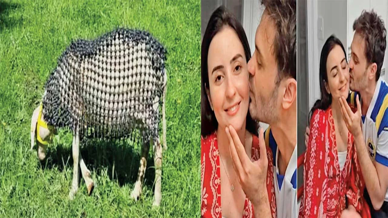 ઘેટાં-બકરાં માટે હિંસક પ્રાણીઓ સામે અનોખું સુરક્ષા જેકેટ