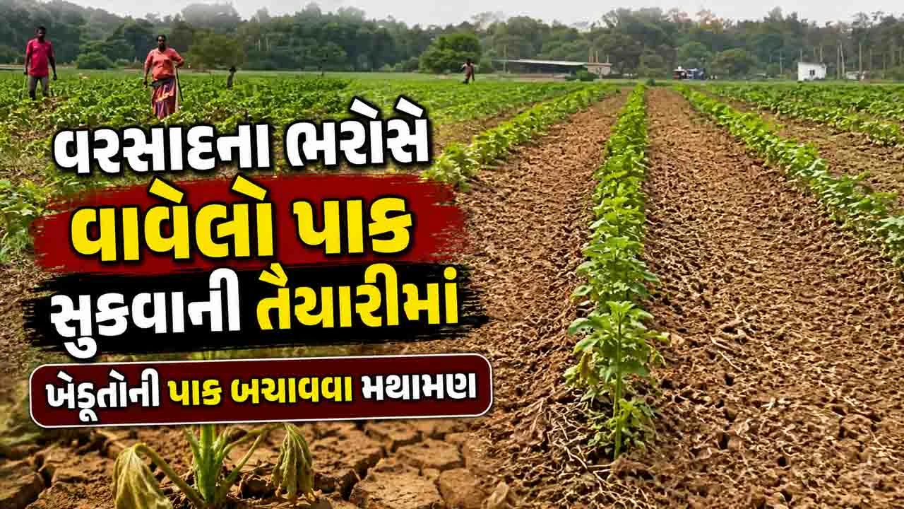 Aravalli News: જિલ્લામાં વરસાદ ખેંચાતા ખેડૂતોને મુશ્કેલી, પાણી વગર પાક સુકાવાની તૈયારીમાં