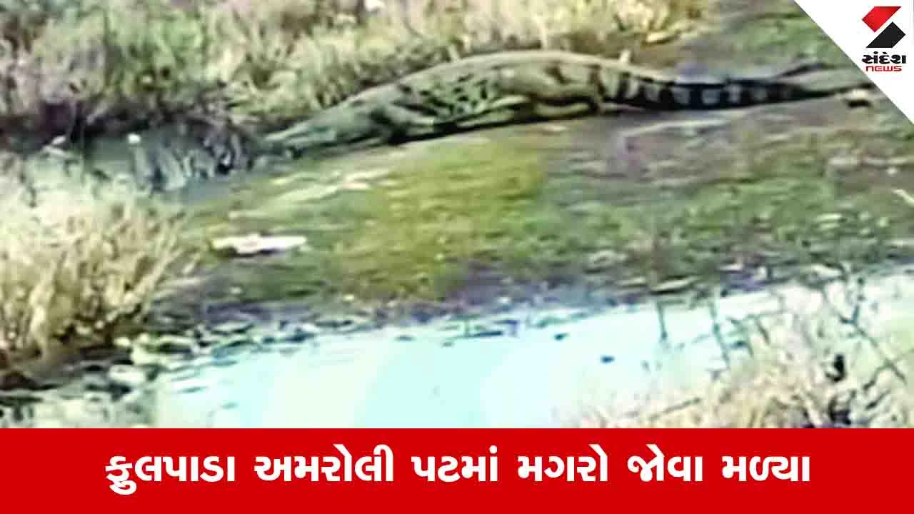 Surat News:  તાપી નદીમાં 4થી 5 વિશાળકાય મગરો દેખાયા, નદી કિનારે હાઈએલર્ટ જાહેર