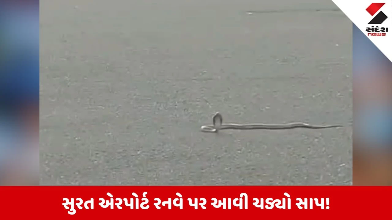 Surat Airport પર રનવે વચ્ચે 3 ફૂટ લાંબો સાપ ફેણ ચડાવી બેઠો!
