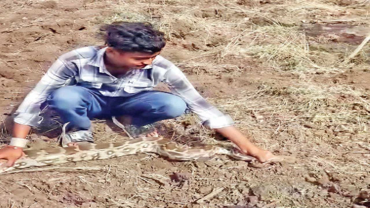 Vadodara: સાઠોદ ગામેથી 7 ફૂટનો ઇન્ડિયન રોક પાયથન ઝડપાયો