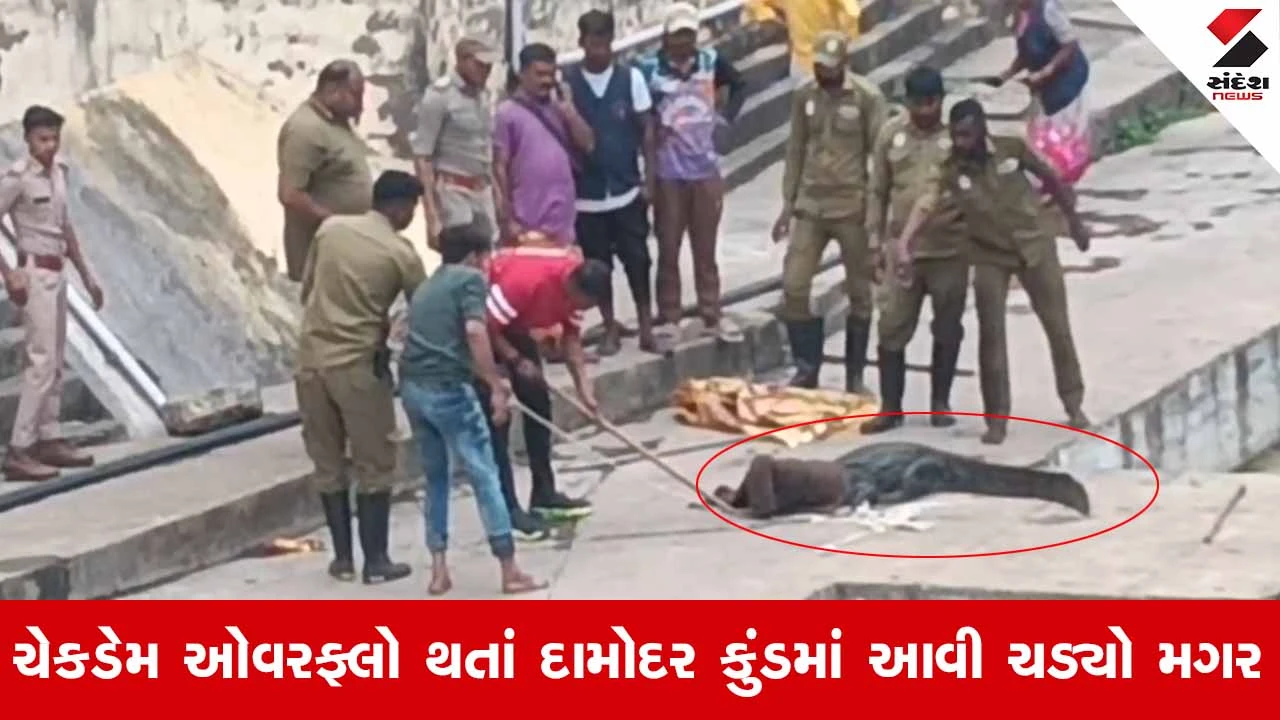 Junagadh News: પવિત્ર દામોદર કુંડમાંથી મહાકાય મગરનું સફળ રેસ્ક્યુ, ભાવિકોના જીવ તાળવે ચોંટ્યા
