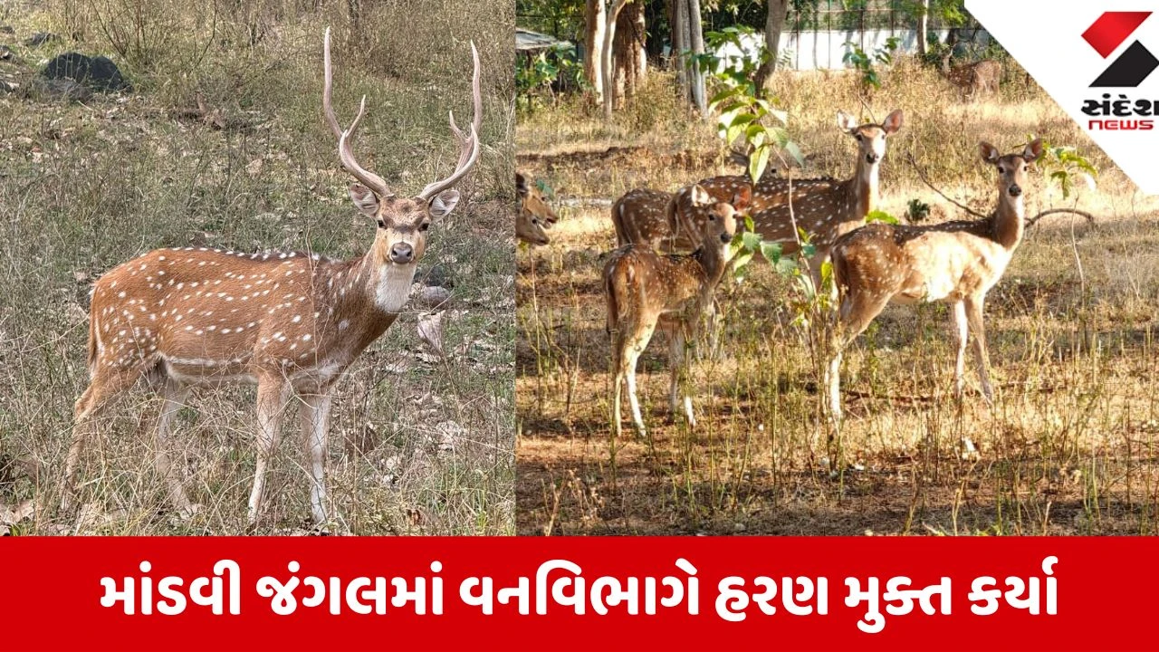Gir Somnath: માનવ-દીપડા સંઘર્ષ રોકવા માંડવીના જંગલમાં સાસણ ગીરથી લવાયા 50 ચિત્તલ 