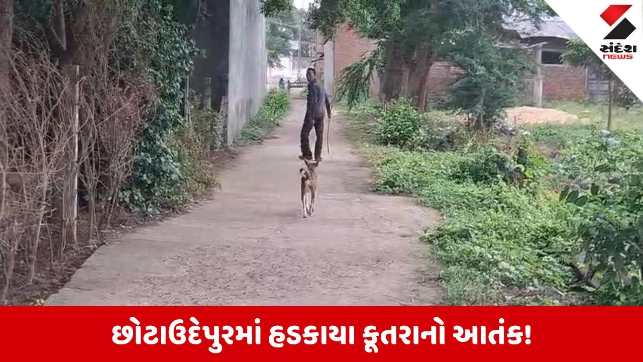Chhota Udepur News: કાવીઠા ગામમાં 12 થી વધુ લોકોને હડકાયા કુતરાએ ભર્યા ભચકા