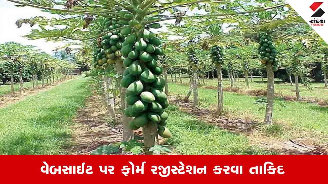 Agriculture News :  બાગાયતી પાકોની પેદાશ વિદેશમાં નિકાસ કરવા ઈચ્છતા ખેડૂતો માટે માહિતી