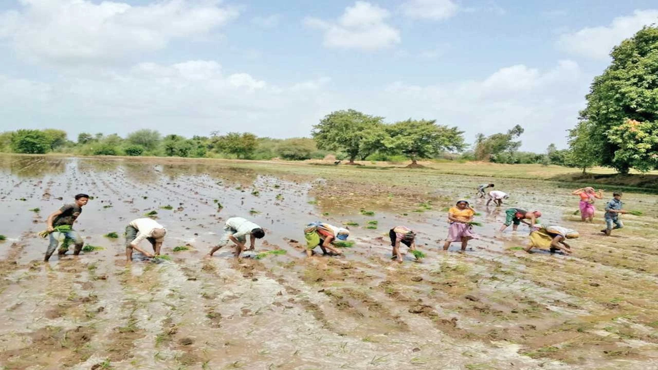 આણંદમાં ખરીફ પાક વાવેતરમાં ભારે ઘટાડો