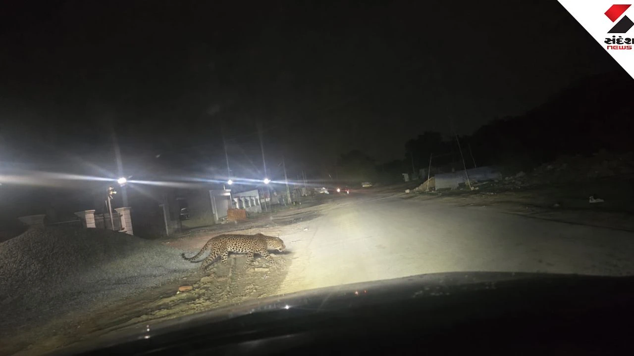 Leopard Spotted on Zundal-Chandkheda Ring Road in Ahmedabad; Video Viral