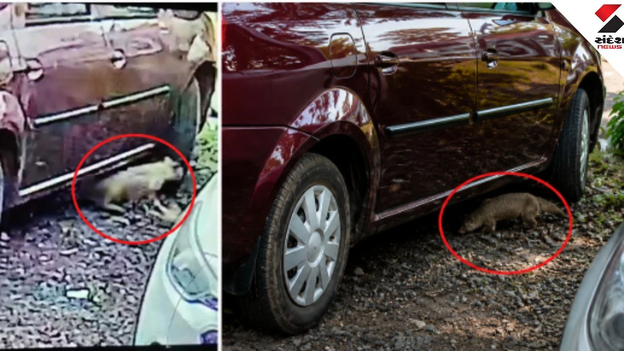 Leopard-like Animal Spotted in Bopal Ahmedabad: Car Hiding Video Viral