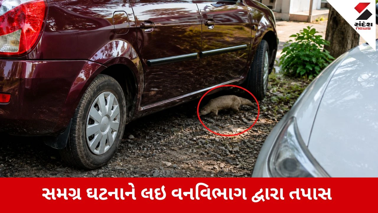 Ahmedabad : બોપલમાં દીપડા જેવું જંગલી જાનવર દેખાતા હડકંપ: કાર નીચે સંતાયા બાદ ભાગતો વીડિયો સામે આવ્યો, Video