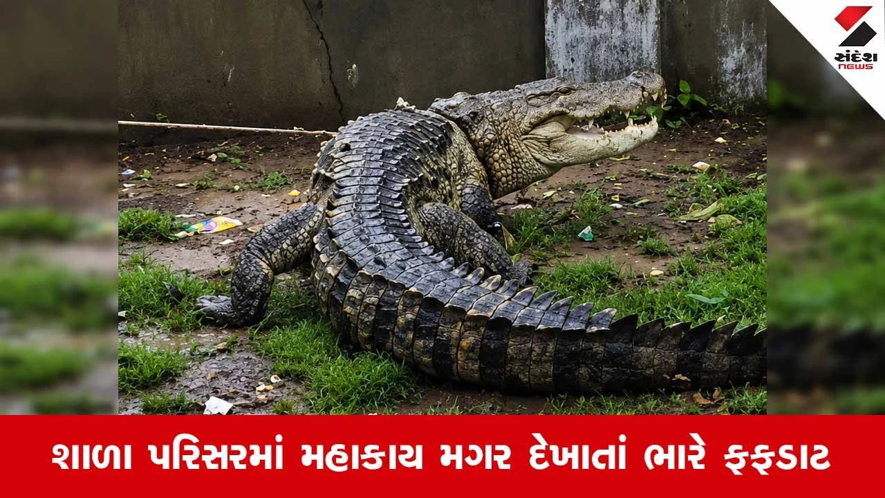 Anand News: સોજીત્રાના પીપળાવ ગામની હાઈસ્કૂલમાં ઘૂસ્યો 10 ફૂટનો મહાકાય મગર