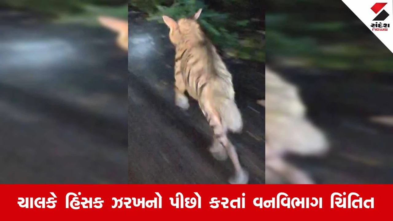 Viramgamના વડગાસ-ગોરૈયા માર્ગ પર ઝરખની પજવણી કરતો વિડીયો વાયરલ