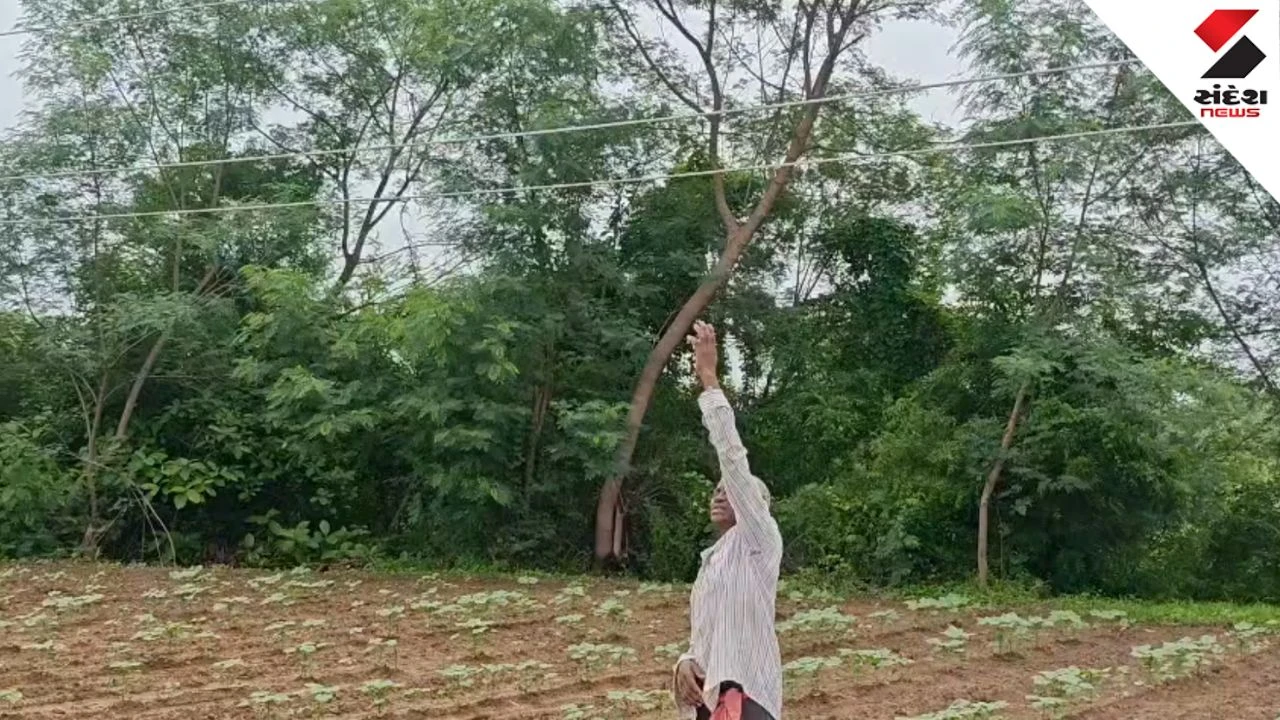 Vadodara News: Vaghodia MGVCL Negligence: Hanging Power Lines Threaten Farmers
