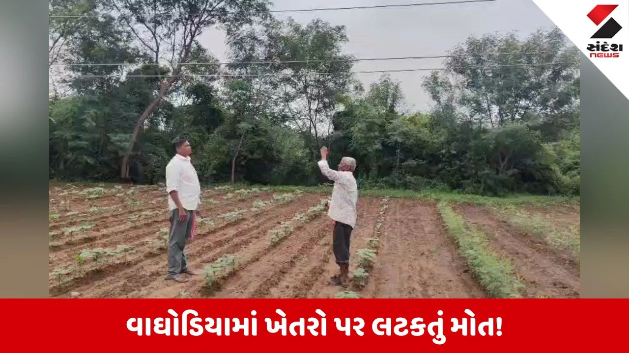 Vadodara News: વાઘોડિયામાં MGVCLની મોટી બેદરકારી, ઘોડદરા ખાતે ખેતરમાં લટકતા જીવંત વીજતારથી અકસ્માતનો ભય