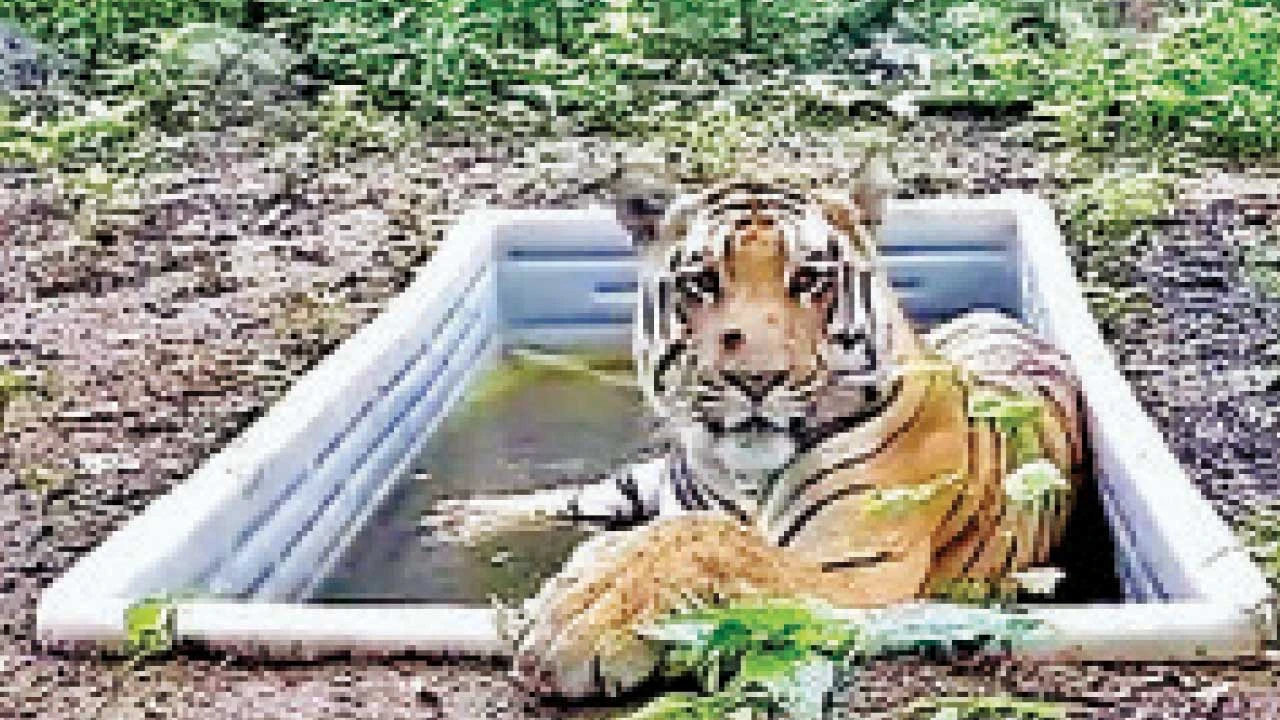 Vadodara: વાઘનું નવું સરનામું રતનમહાલથી છોટાઉદેપુરના કેવડી તરફનું થયું