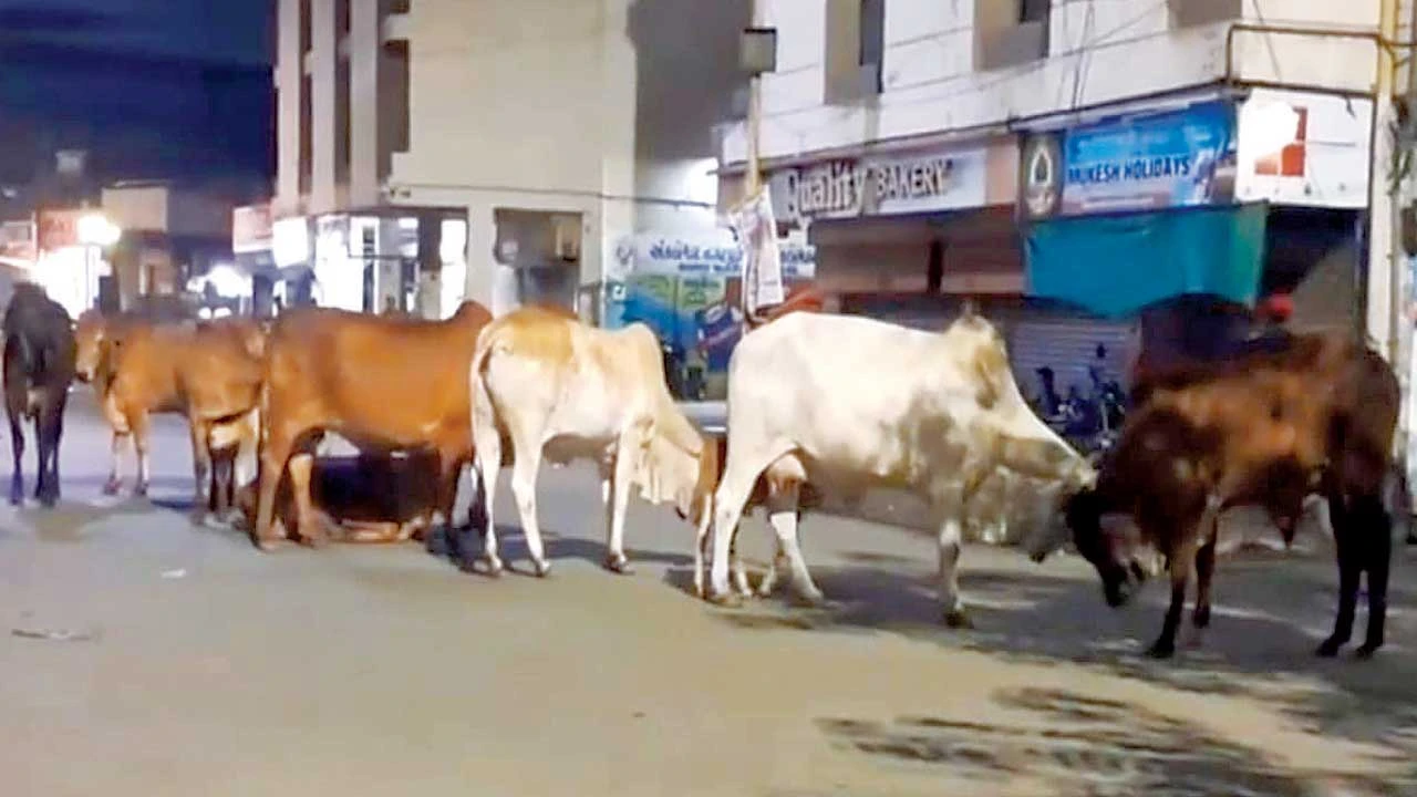 Ankleshwar: અંકલેશ્વર નગરપાલિકાની કચેરી સામે જ રખડતાં ઢોરનો આતંક