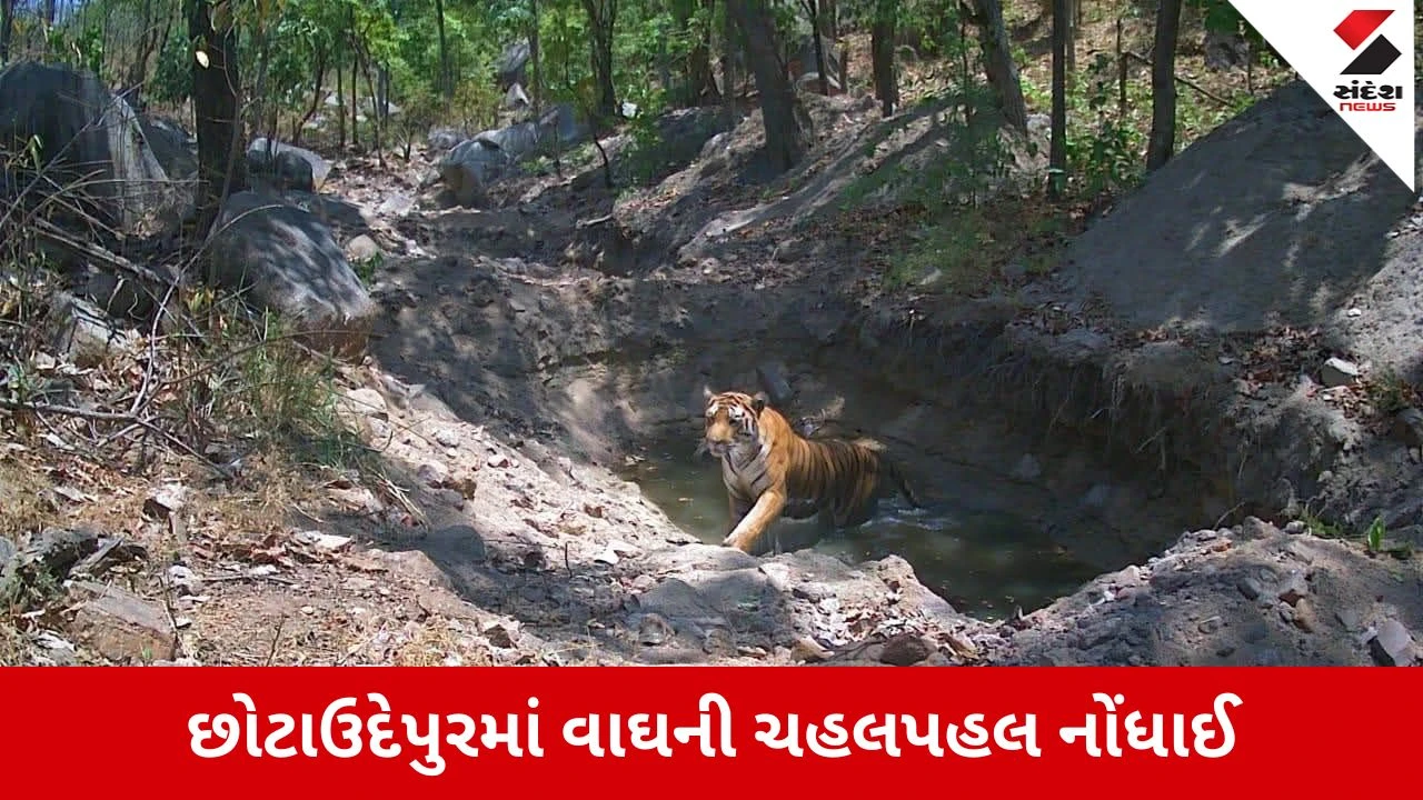 Chhotaudepur: વાઘની મુવમેન્ટથી વન વિભાગ સતર્ક, 17 મહિનાથી 120 કિમી સુધી વાઘનો કાયમી વસવાટ