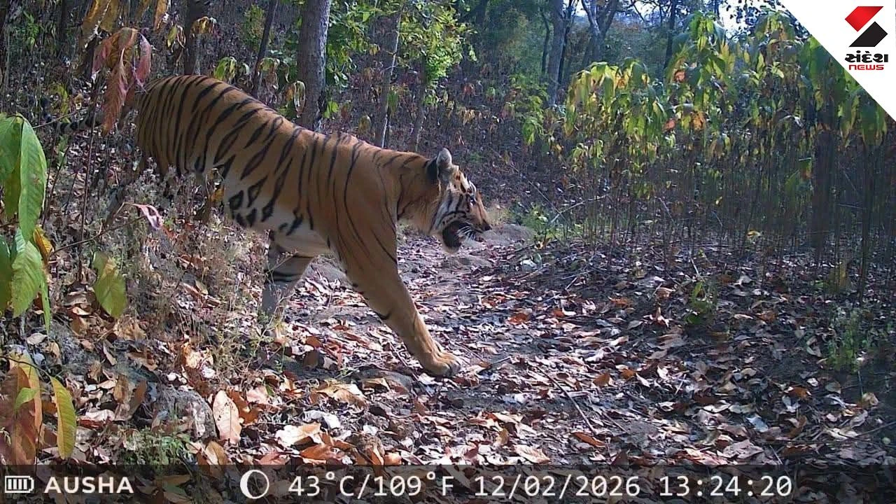 Tiger Movement in Chhotaudepur: Male Tiger Resident in Gujarat Forests for 17 Months