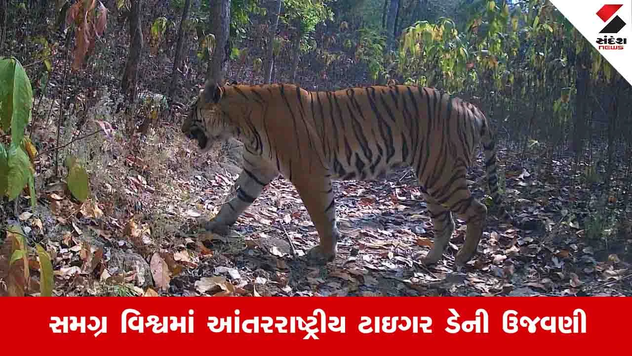 Chhota Udepur News :  છોટા ઉદેપુર અને દાહોદ જિલ્લાના જંગલ વિસ્તારમાં છેલ્લા 17 મહિનાથી વાઘની મૂવમેન્ટ