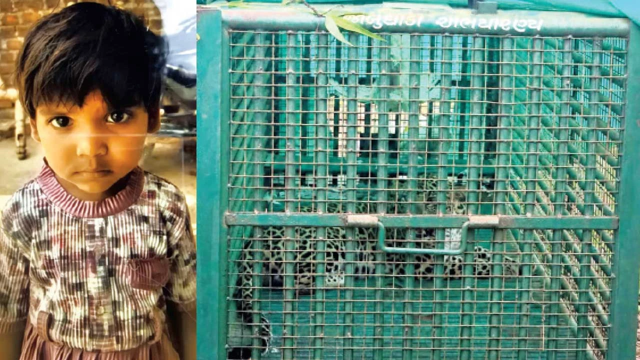 પંચમહાલ: મોટા વાજપુરા ગામમાં બાળકીનો શિકાર કરનાર દીપડો આખરે પાંજરે પૂરાયો