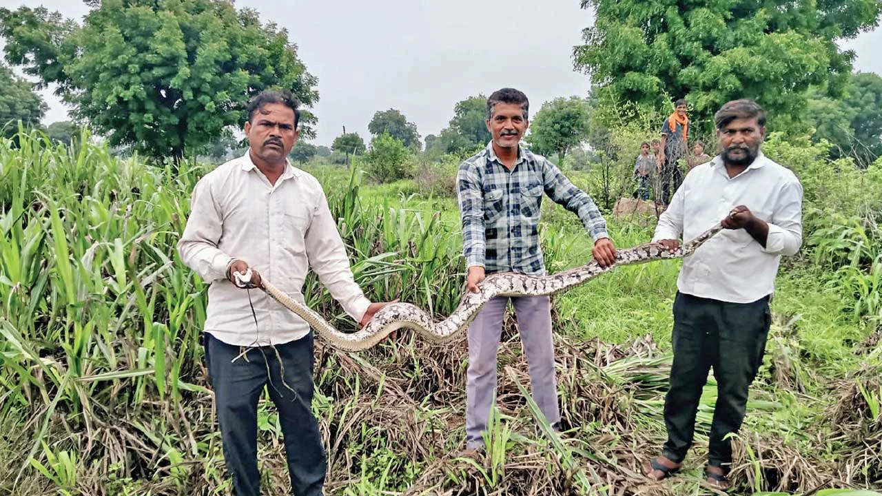 Sabarkantha: ગામડી ગામની સીમમાંથી 10 ફૂટનો અજગર પકડાયો