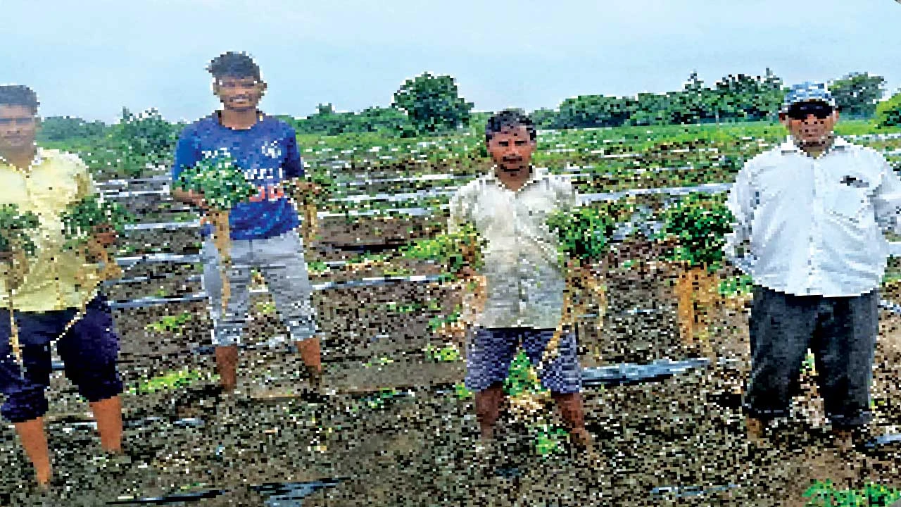 ઢાઢર નદીના પૂરે ડભોઈના 10 ગામોમાં 600 વીઘાનો પાક તબાહ, ખેડૂતોને મોટો ફટકો