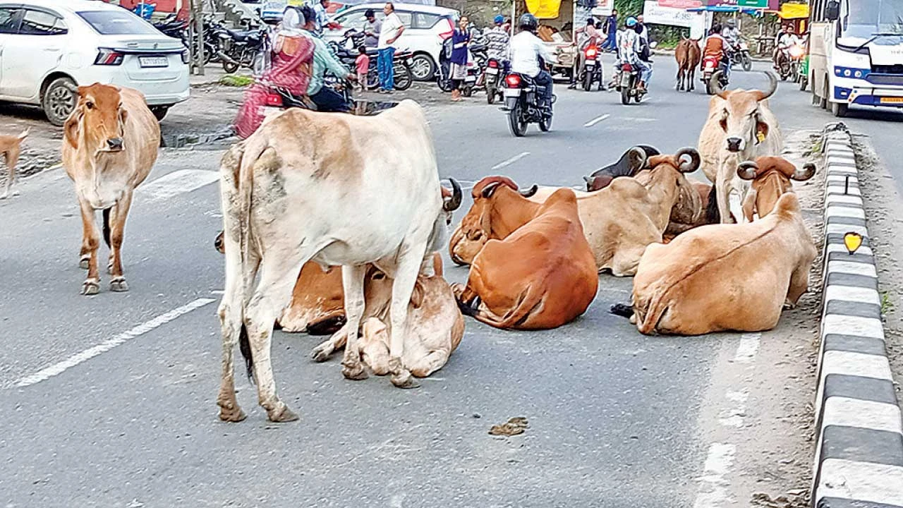 Vadodara: માર્ગો વચ્ચે અડિંગો જમાવી બેસતા પશુઓથી અકસ્માતના બનાવો