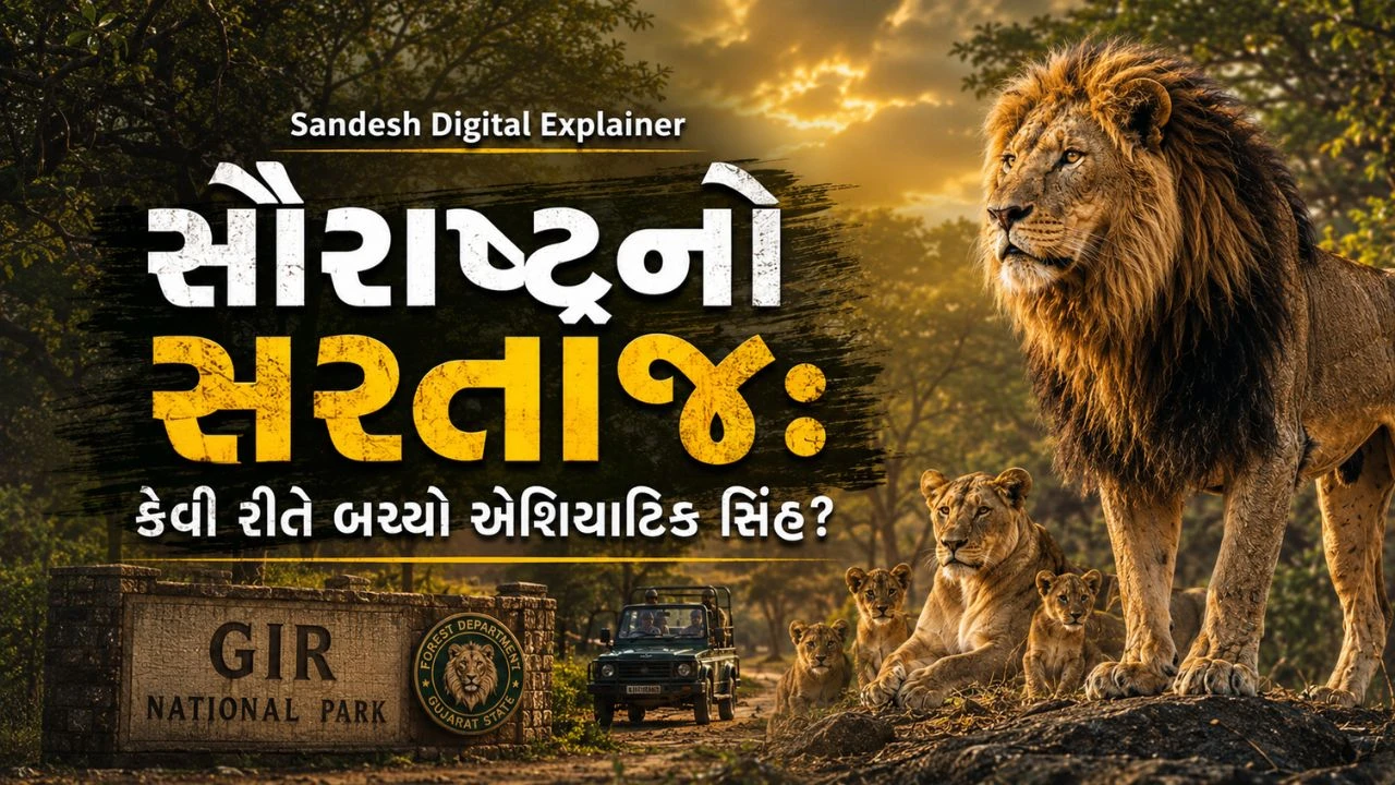 Sandesh Indepth :  12થી 891 સુધીની સફર: ગીરના સાવજે કેવી રીતે જીત્યો અસ્તિત્વનો મહાસંગ્રામ?