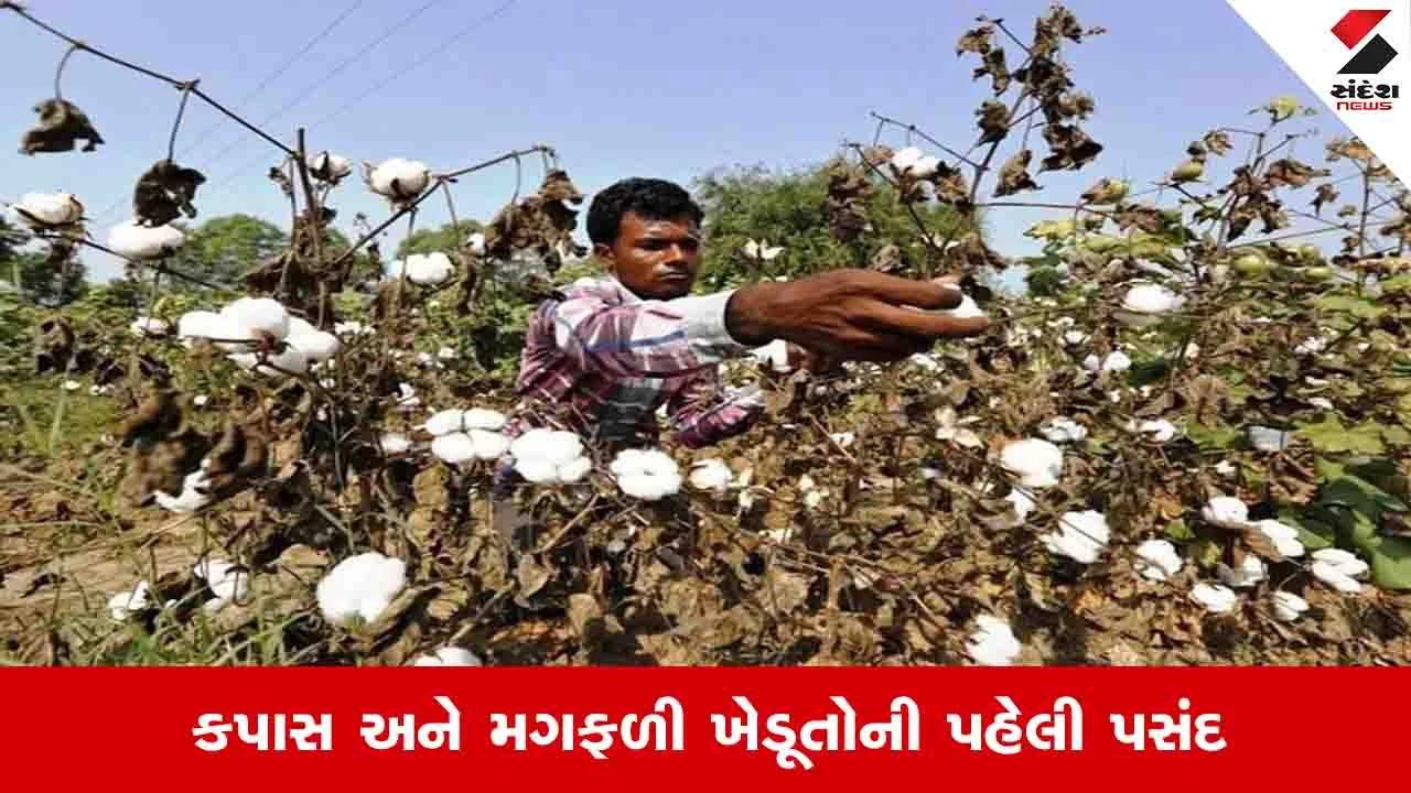 Agriculture News: ચાલુ ખરીફ સિઝનમાં 85 ટકા વાવેતર સંપન્ન, સૌથી વધુ કપાસની વાવણી થઈ