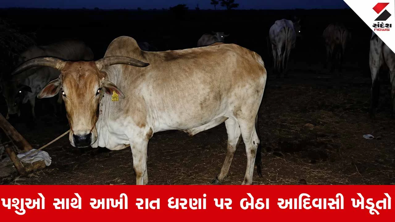 Narmadaના સાગબારામાં જંગલ જમીન મુદ્દે આદિવાસી ખેડૂતોના ધરણાંનો ત્રીજો દિવસ: પશુઓ સાથે વિરોધ યથાવત