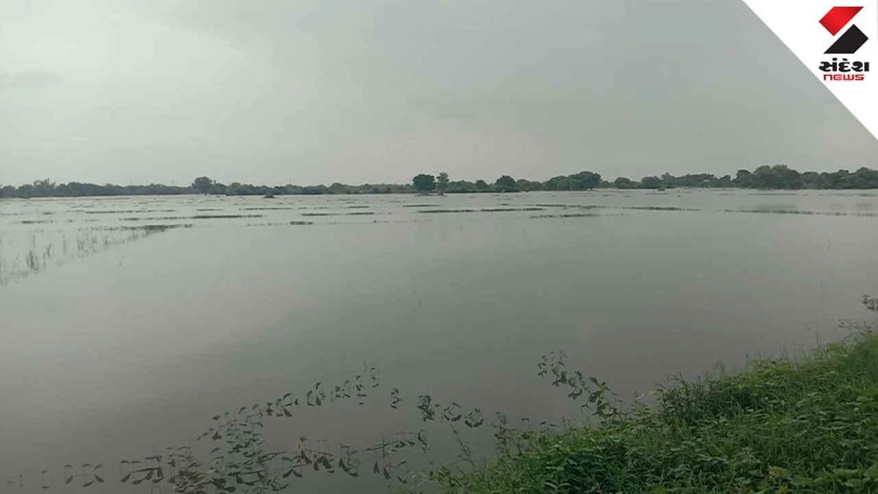 Anand News: Petlad Lakkadpura Waterlogging: 200 Bigha Crops Submerged for 15 Days