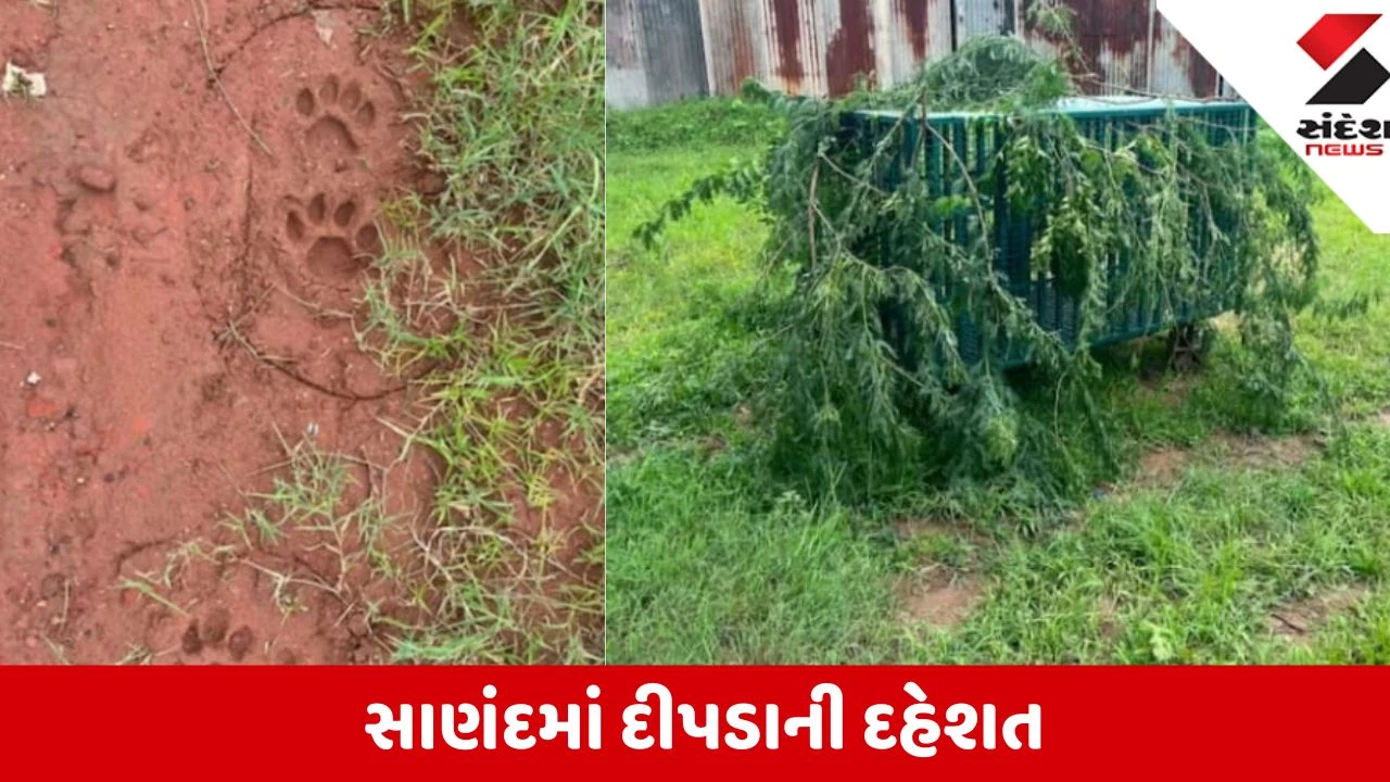 Ahmedabad: શેલા બાદ હવે સાણંદમાં દીપડાની દહેશત, મોટી દેવતી ગામે દીપડાની હાજરીથી ગ્રામજનોમાં ફફડાટ