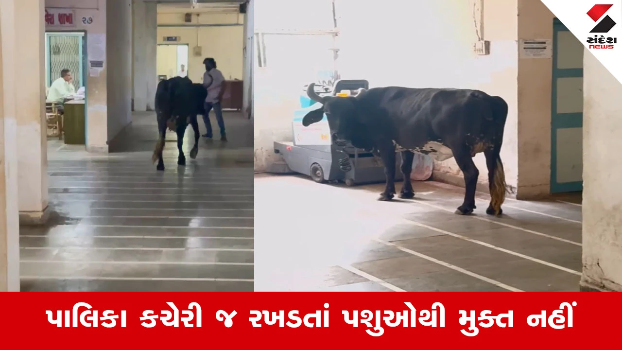 Gir Somnath News : વેરાવળ પાલિકા કચેરીમાં જ રખડતાં પશુઓનો આતંક, તંત્રની કામગીરી સામે સવાલો