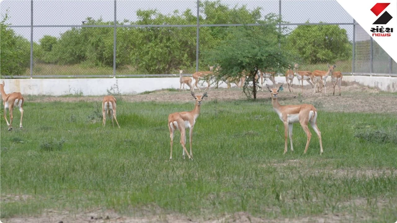 Kutch Banni Ecosystem: 20 Blackbucks Released for Cheetah Project