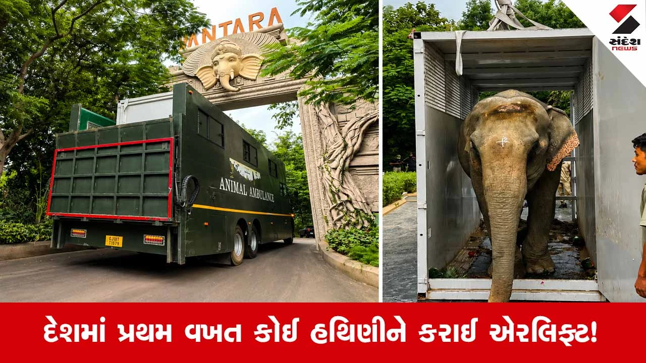 Assamના પૂરમાંથી બચાવાયેલી માદા હાથી 'જોયમોતી'ને એરલિફ્ટ કરી સારવાર અર્થે વનતારા લવાઈ