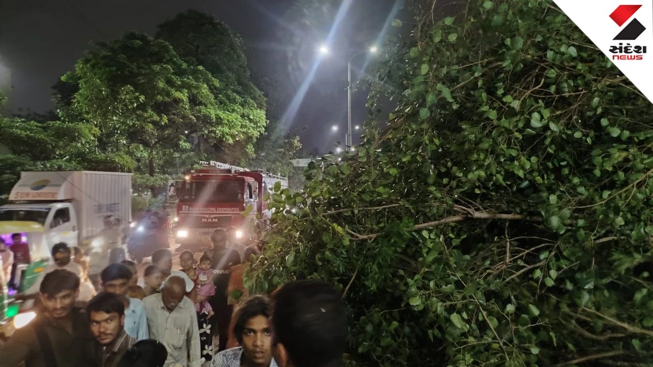 Surat Tree Fall: Three Rescued After Huge Tree Crashes on Car Near Dumbhal Modern Town