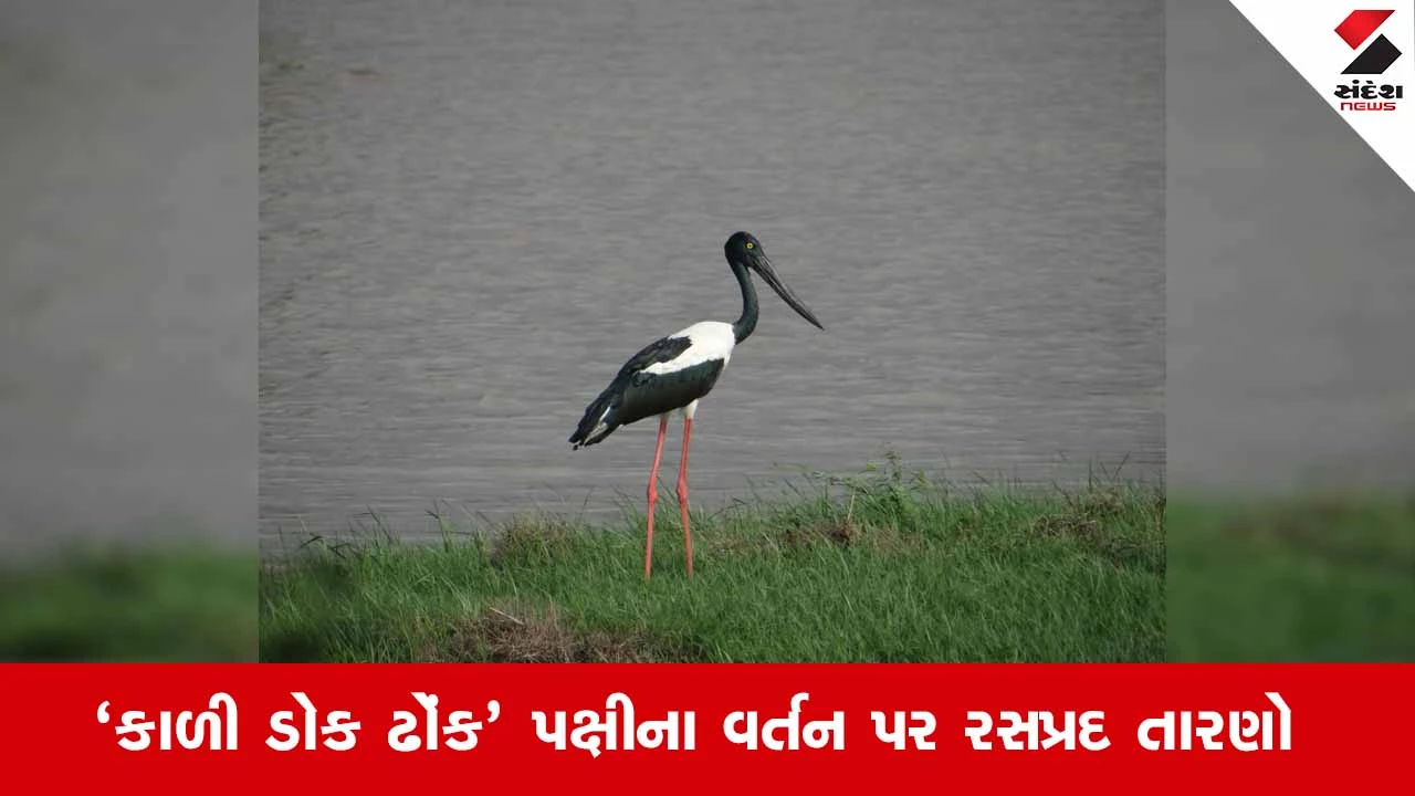 Jamnagarનું ખીજડિયા અભયારણ્ય બન્યું ‘બ્લેક-નેક્ડ સ્ટોર્ક’ માટે સુરક્ષિત પ્રજનન ધામ!