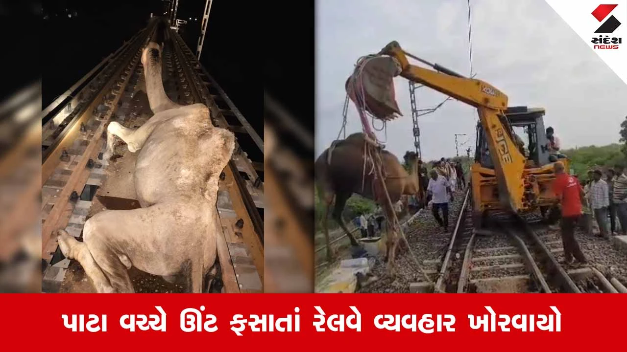 Porbandar રેલવે પુલ પર પાટા વચ્ચે ઊંટ ફસાતાં સૌરાષ્ટ્ર એક્સપ્રેસ સહિત અનેક ટ્રેનો અટવાઈ