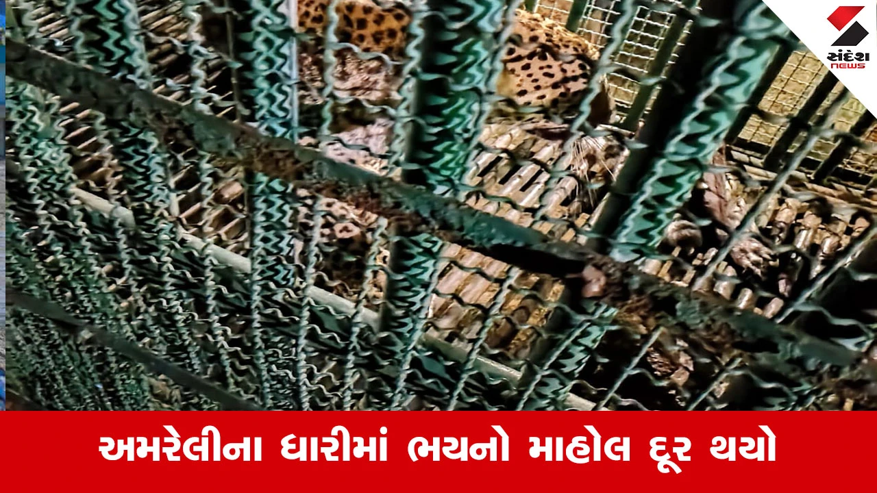 Amreli News : ધારીના ખાડિયા વિસ્તારમાં વન વિભાગને મોટી સફળતા, 3 દિવસથી દેખા દેતો દીપડો પાંજરે પુરાયો