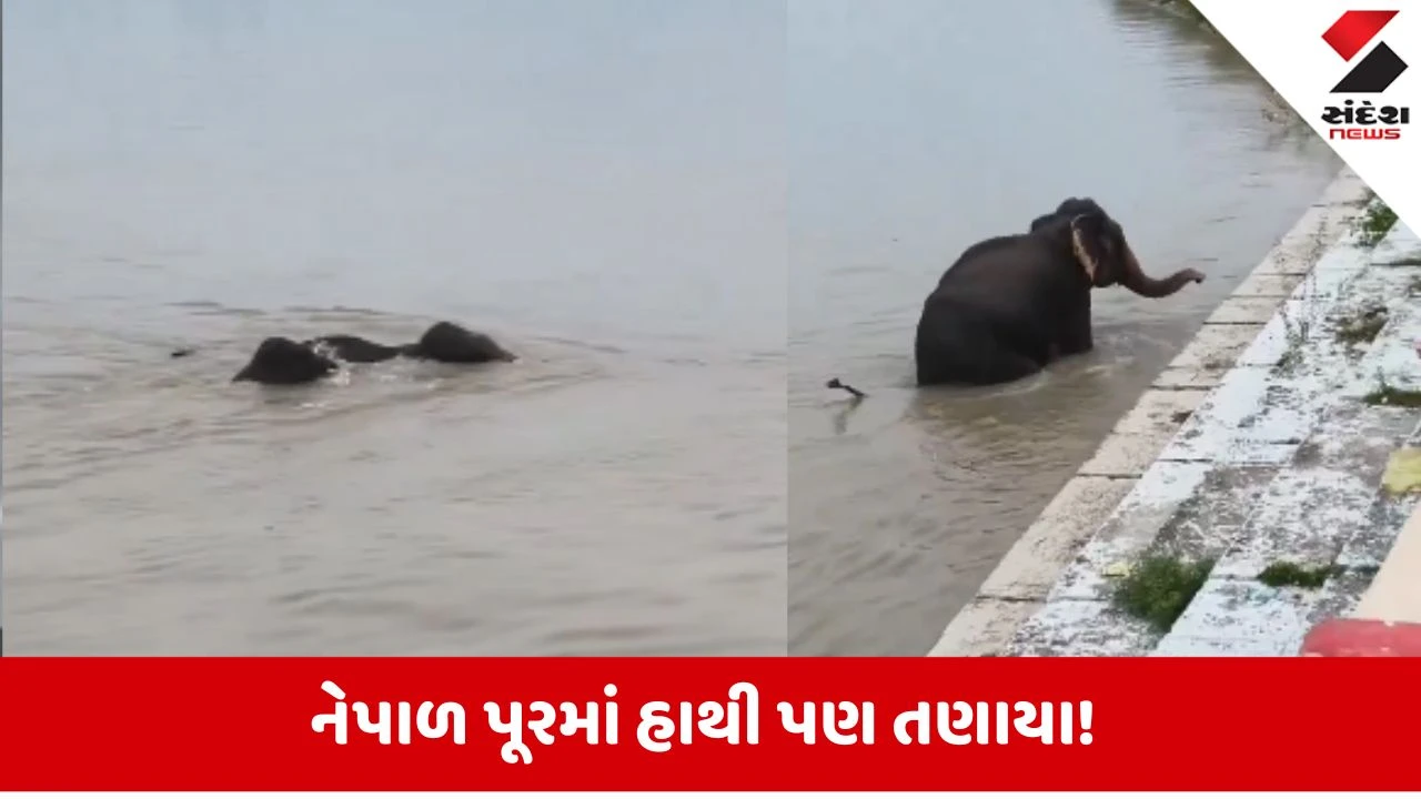 Video: નેપાળમાં પૂરથી માણસો જ નહીં પ્રાણીઓ પણ પરેશાન, પાણીમાં ફસાયેલા હાથીને જોઈ આવી જશે દયા