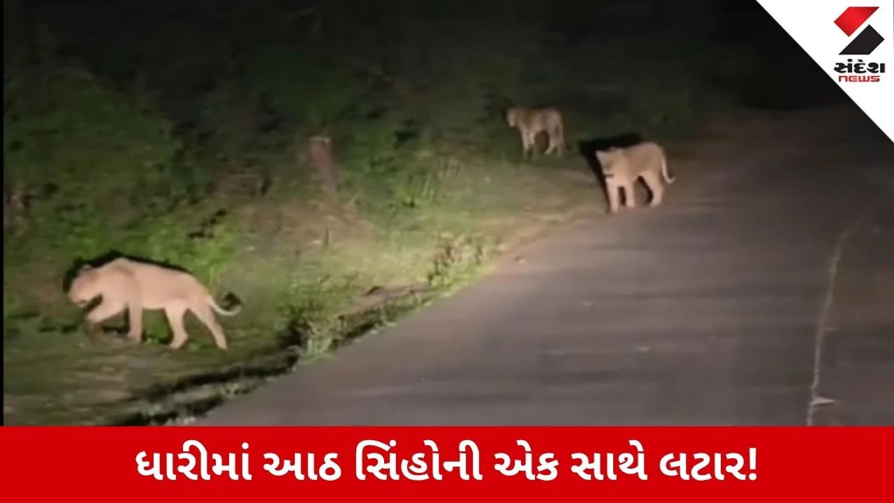 Amreli News: ધારીમાં આઠ સિંહોને એકસાથે જોઈ લોકોના હાજા ગગળ્યા! Video
