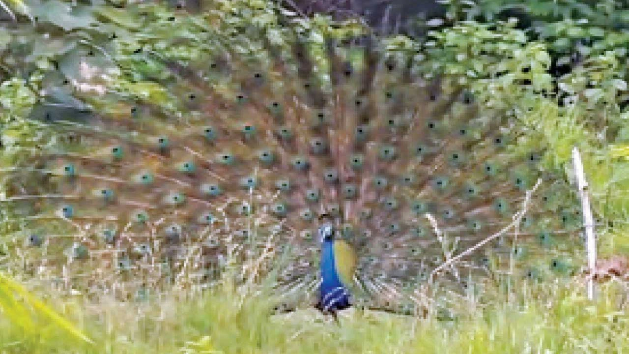ચોમાસામાં છોટાઉદેપુર જિલ્લો ખીલી ઉઠ્યો