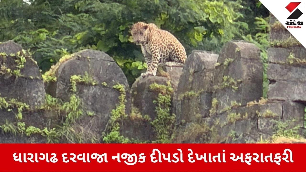 Junagadh News: ઐતિહાસિક ઉપરકોટ કિલ્લાની દીવાલ પર દેખાયો દીપડો, Video