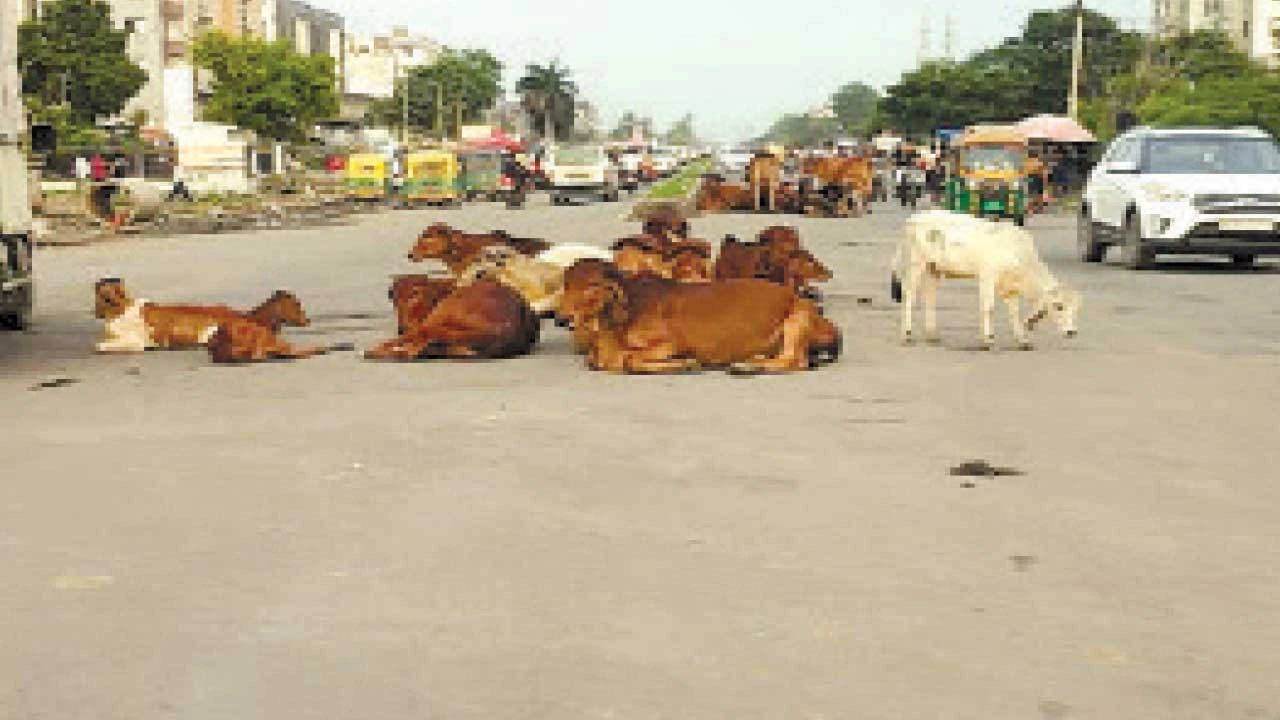 સુરતના કીમમાં રસ્તા પર અડિંગો જમાવતા રખડતા ઢોરોને ગ્રામ પંચાયત હવે પકડશે