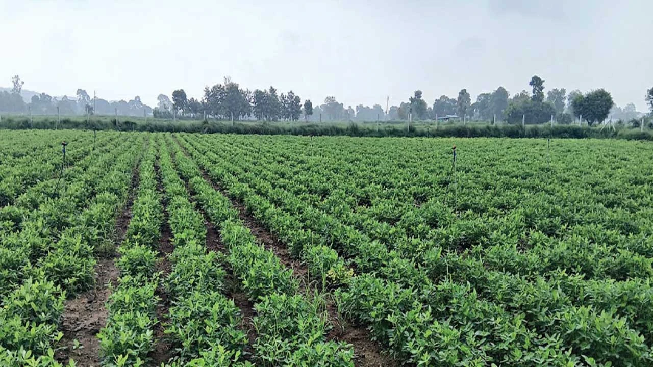 સાબરકાંઠામાં વરસાદની ઘટ: મગફળી, કપાસ, ડાંગર પાક પર સંકટ