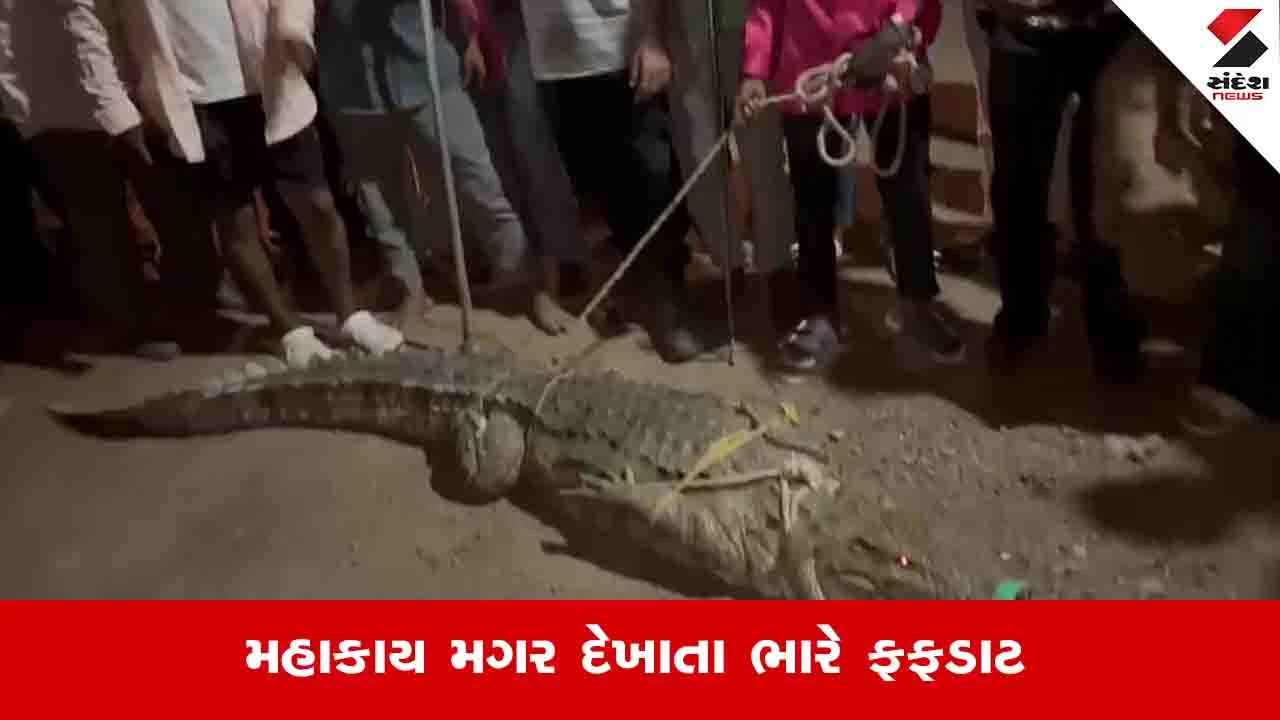 Bharuch News: આમોદના દોરા ગામમાં 12 ફૂટના મહાકાય મગરની એન્ટ્રી, વન વિભાગે સફળ રેસ્ક્યુ કર્યું