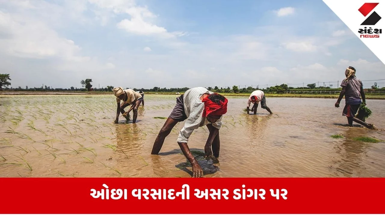 Crisis OF Rice: શું ચોખા પણ થશે મોંઘા? વરસાદના કારણે વધી ચિંતા... નબળા ચોમાસાને કારણે ડાંગરનું વાવેતર 19 લાખ હેક્ટર ઘટ્યું