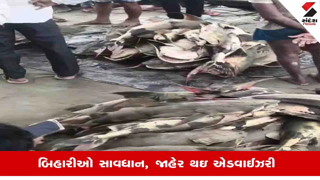 Nepal Floods: નેપાળના પૂર બાદ બિહારની ગંડક નદીમાં મોટી માછલીઓ તણાઇ, માછલીઓ ખાવા સામે ચેતવણી